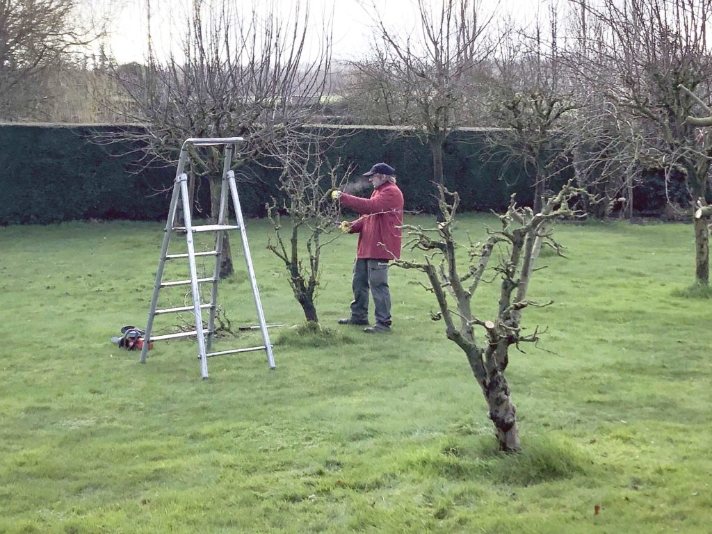 taille d'arbustes par nature et jardins service