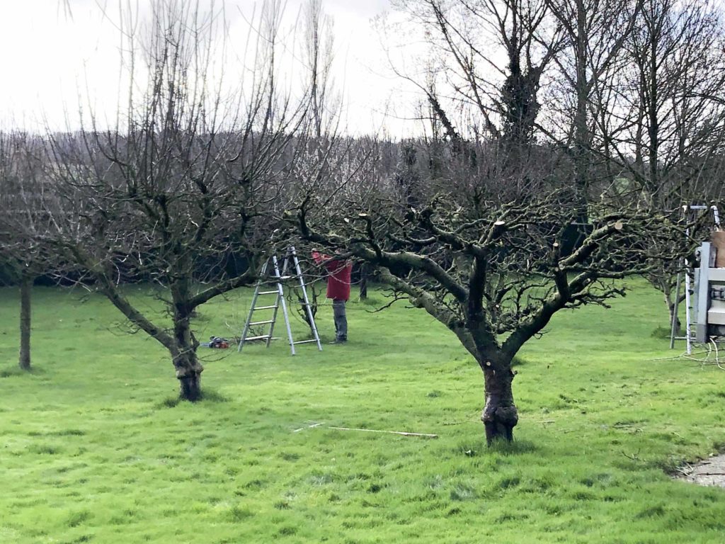 taille d'arbustes par nature et jardins service